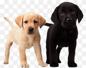 �ڰ������ɰ�����-������