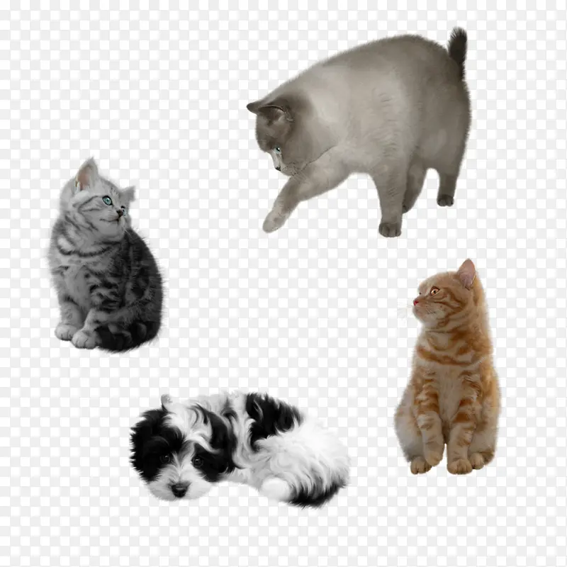 �ɰ���è���С��-������