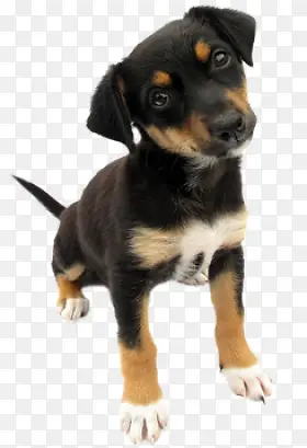 �ɰ��ڹ�-������