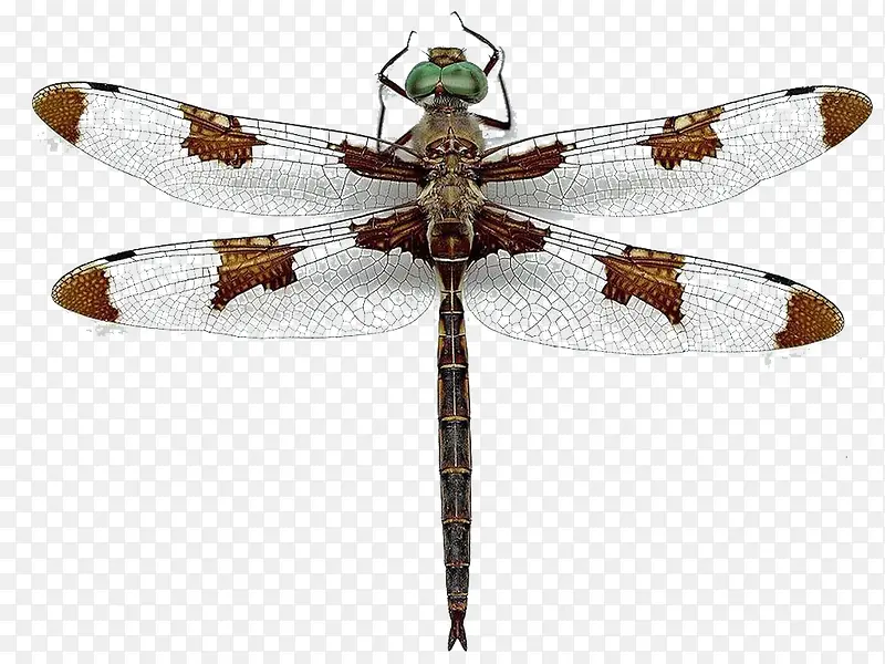 һֻͣЪ������-������