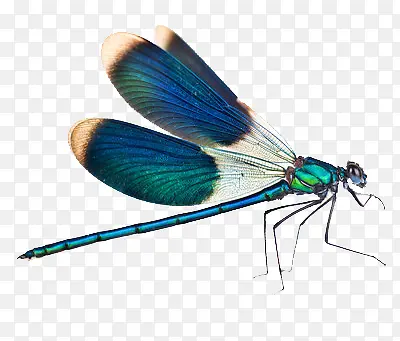 һֻ����-������