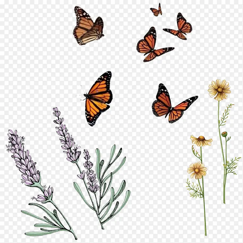 ������޹�²��ز�-������