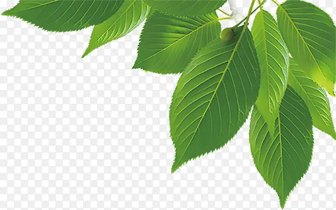 ��Ҷ ֲ��  �廭 �ز�-������