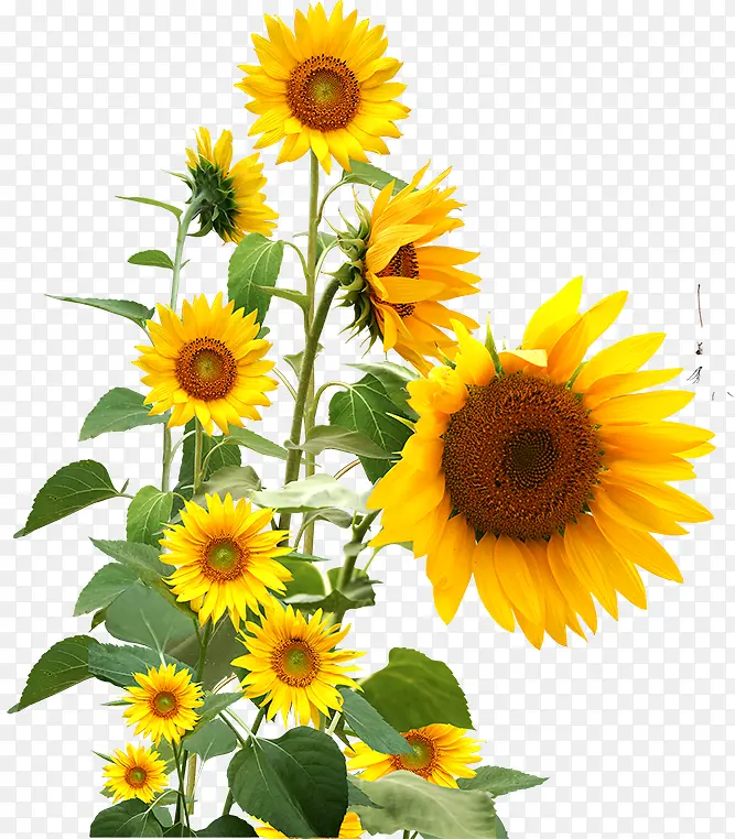 ���տ� ֲ��  �廭 �ز�-������