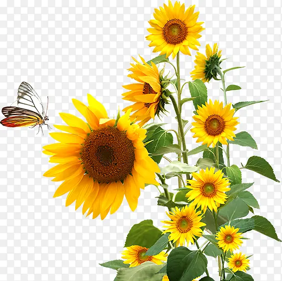 ���տ� ֲ��  �廭 �ز�2-������