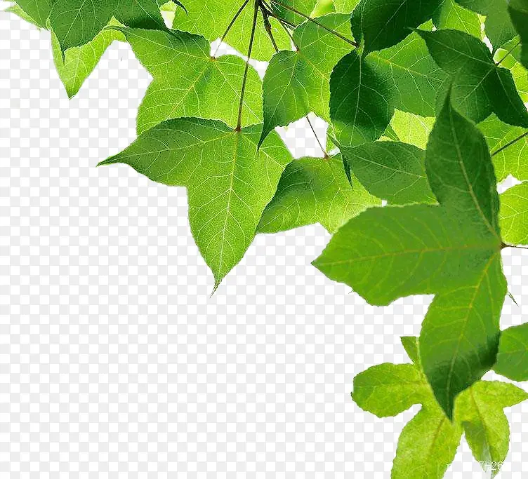 Ҷ�� ֲ��  �廭 �ز�2-������