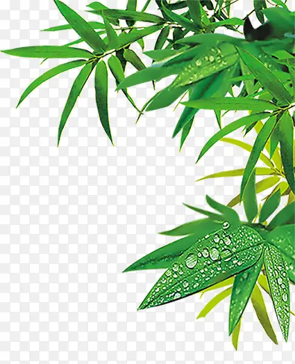 Ҷ�� ֲ��  �廭 �ز�-������