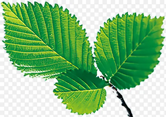 Ҷ�� ֲ��  �廭 �ز�1-������