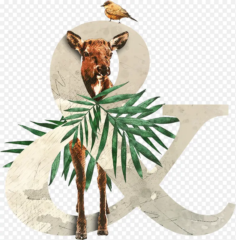 ��ֲ��Ӣ��������&-������