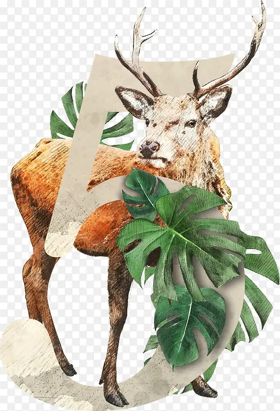 ��ֲ��Ӣ��������5-������