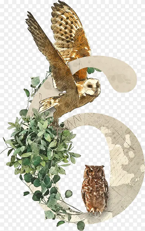 ��ֲ��Ӣ��������6-������