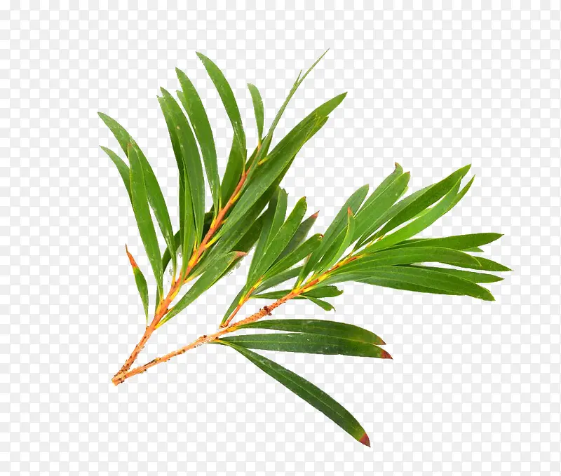 ����Ҷ��ǧ��-������