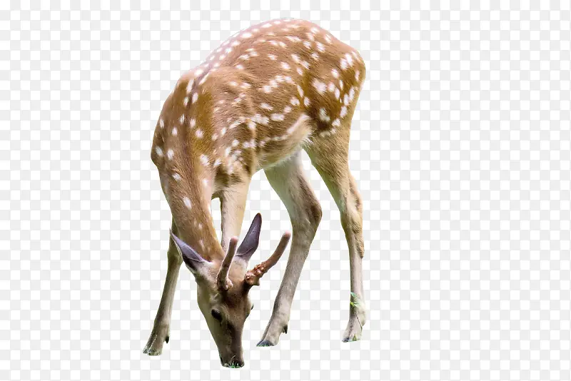 ÷��С¹�Բ�-������