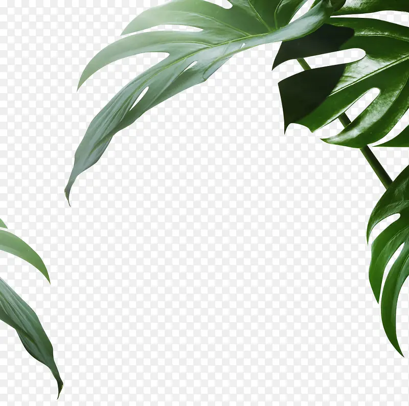 Ҷ�ӣ���Ҷ����ɫ����-������