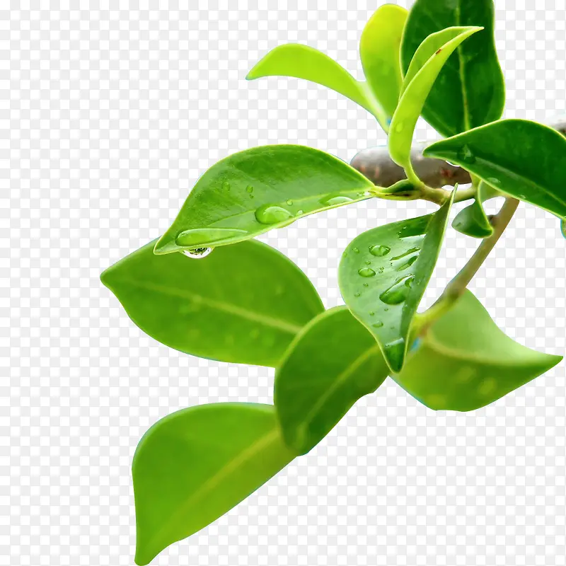 ��ɫ��ֲ֦����Ҷ-������