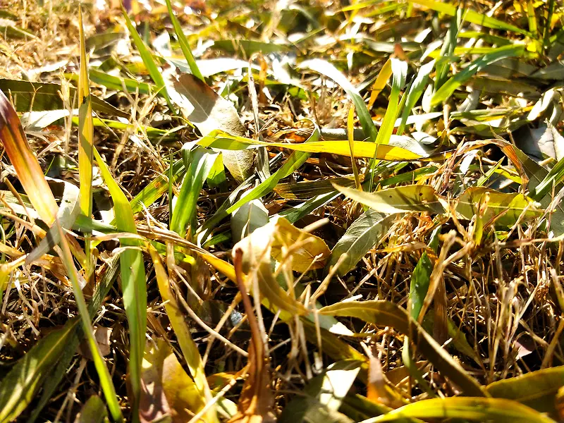 ��ݻƣ�Ҷ�ҷ�-������