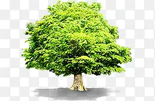 ��ɫС��-������