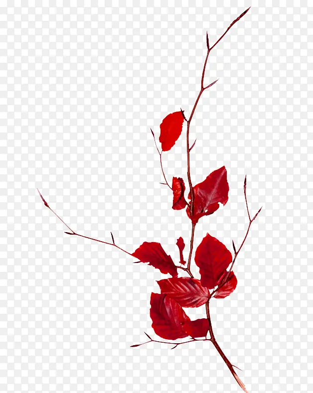 ��ɫ��֦-������