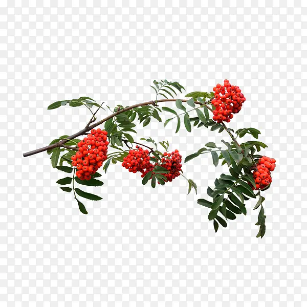 ɽ�-������