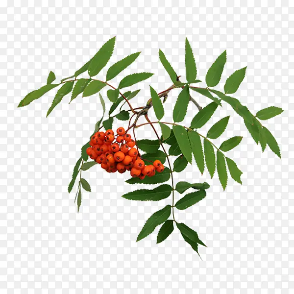 ɽ�-������