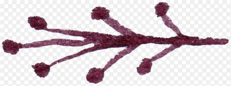 ���崴��ϳɺ�ɫ����֦-������