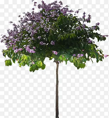 ������Ӱ��ɫ��ľ-������