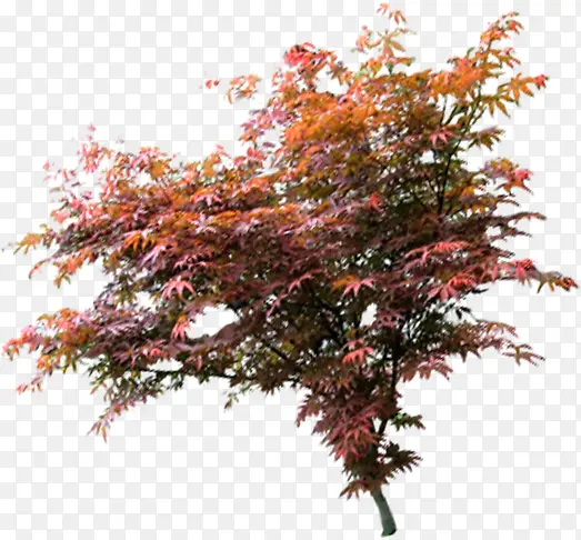 ��ɫ�������������Ӱ-������