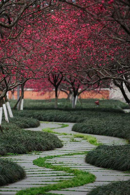 ��ɫΨ����ֲ֦��-������