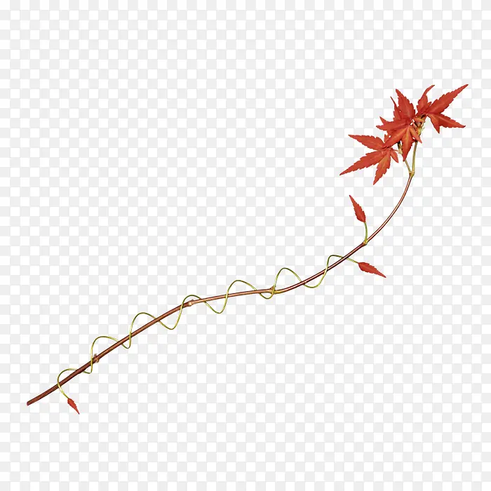 ��ɫ��Ҷ��֦����-������