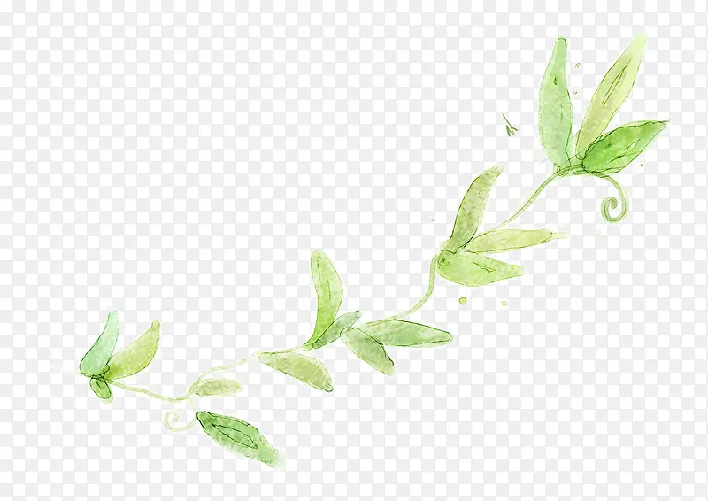 ˮ��Ҷ�Ӻ�ɫҶ����֦-������