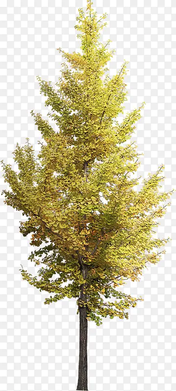 ��ɫֲ�������Ӱ������Ⱦ-������