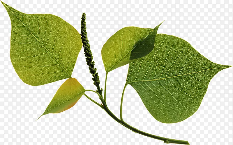 ���������Ӱ������Ⱦ��Ҷ-������