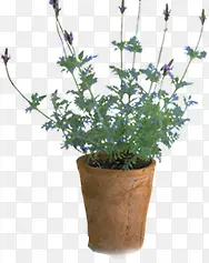 ������Ӱ����ֲ��-������