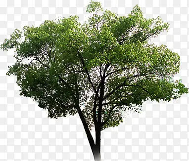 ������廷����Ⱦ-������