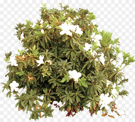 ������Ӱ������Ⱦ�ݱ�ֲ��-������