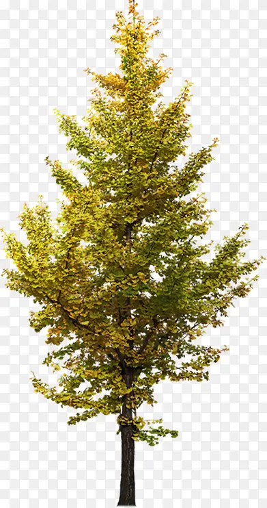 ��ɫ������Ӱ���⻷����Ⱦ-������