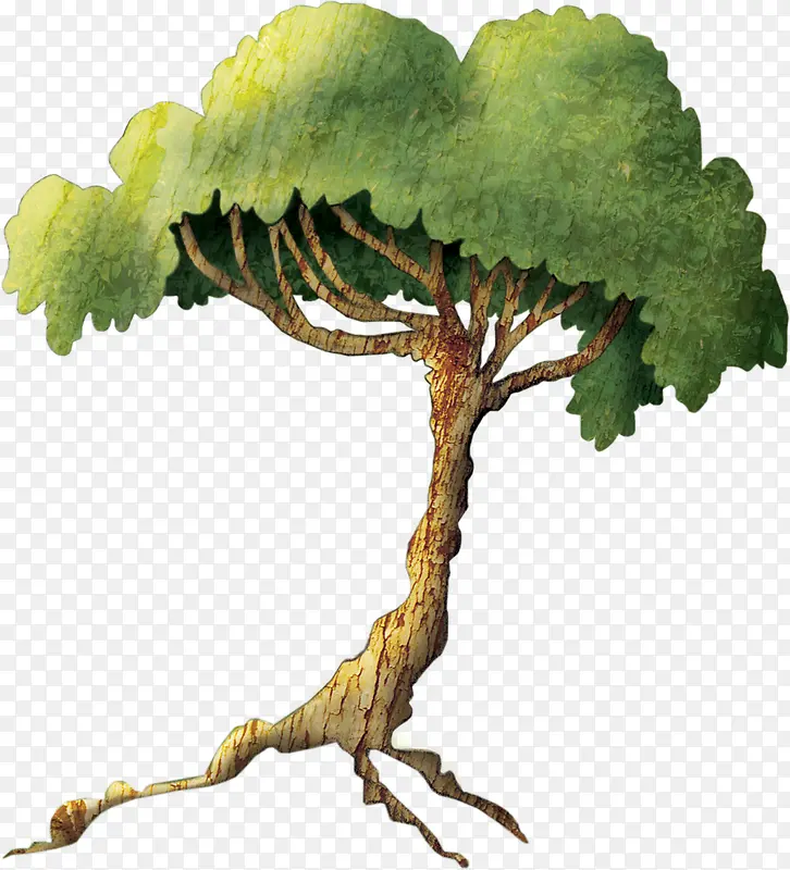 ��ͨïʢ����-������