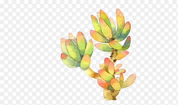 ����ֲ��-������