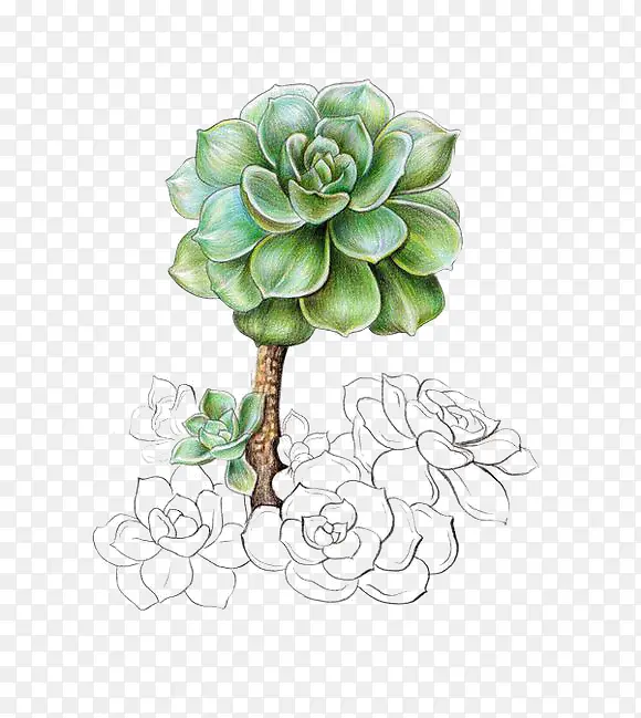 ֲ��-������