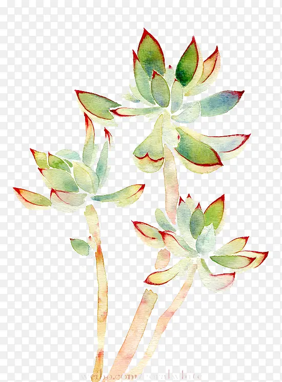 ˮ��ֲ��-������