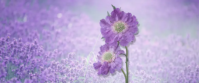 ޹�²���ɫ����-������