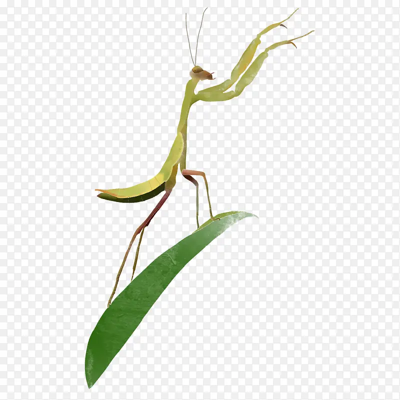 �ɰ�С�������-������