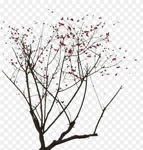 ֲ�ﱳ��  ����-������