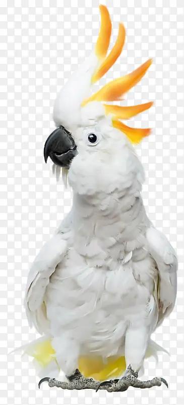 �ɰ�С��-������