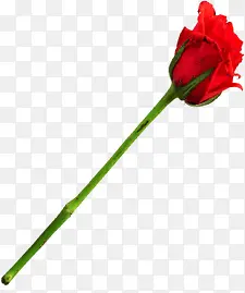 ������Ӱ�һֱõ�廨-������