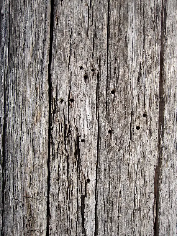 ����ľ�Ʊ���-������