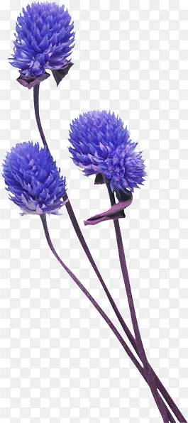 ޹�²�-������