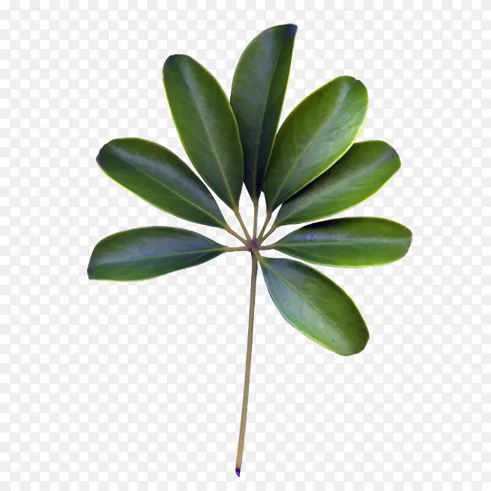 ��֦��֦Ҷ��-������