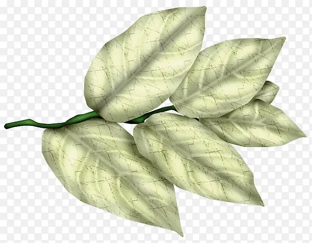 ��ɫҶ�ӻ�֦-������