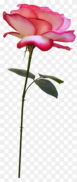 ��֦����ˮ��õ�廨-������